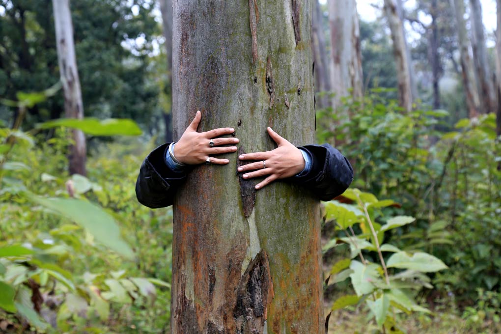 Une personne enlace un arbre dans la forêt.