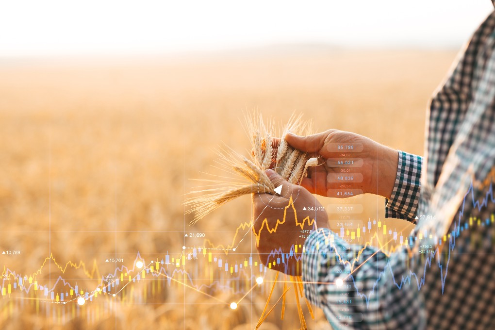 Des mains tiennent du blé dans un champ avec un graphique d’investissement